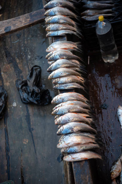 Freshly caught fish in a Colombian river.