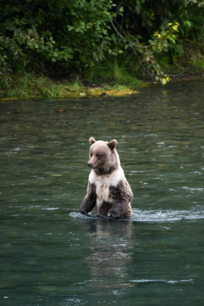 istock Bears Fishing in Alaska 1453165043