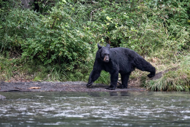 istock Bears Fishing in Alaska 1453165199