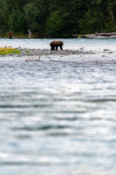 istock Bears Fishing in Alaska 1453165267