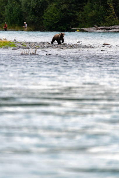 istock Bears Fishing in Alaska 1453165280