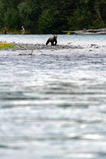 istock Bears Fishing in Alaska 1453165292