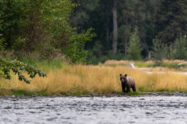 istock Bears Fishing in Alaska 1453165298