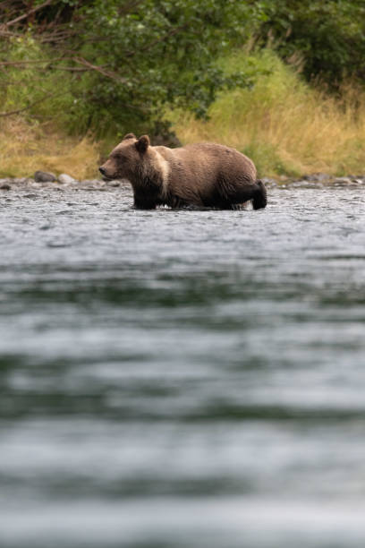 istock Bears Fishing in Alaska 1453165315
