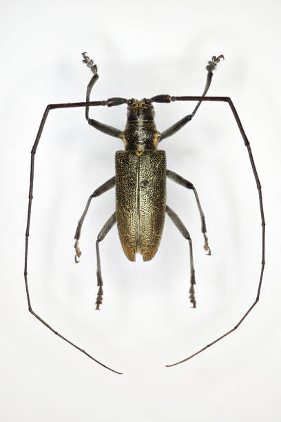istock A longhorn beetle, a 50 years old specimen from beetle collection. 1453165596