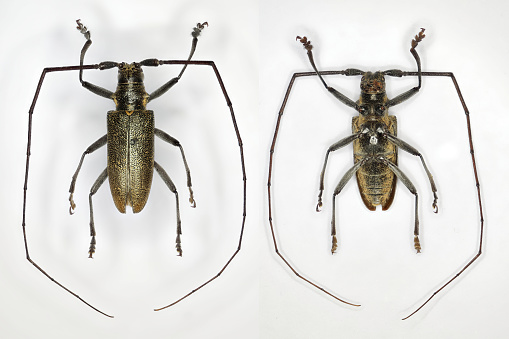 Longhorn beetle (family Cerambycidae), a specimen of unknown species, dorsal and ventral views.