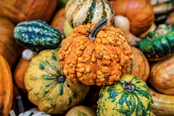 istock Various Sweet Squashes, Pumpkin in the market 1453166542