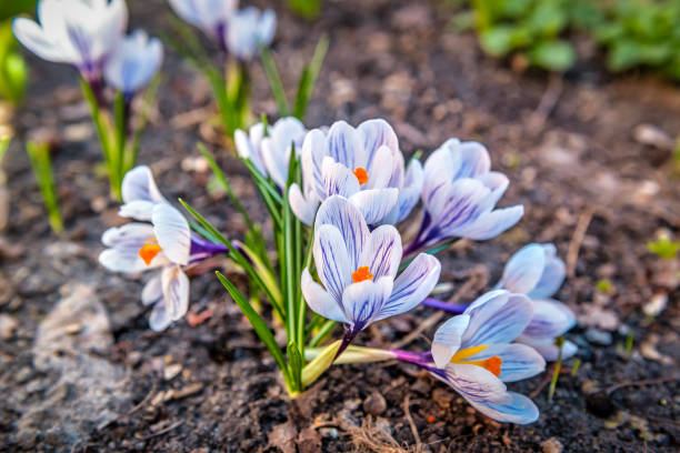w parku kwitną wiosenne krokusy. świeże piękne fioletowe krokusy - saffron crocus spring nature crocus zdjęcia i obrazy z banku zdjęć