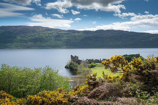 Distant view across gorse bushes towards Loch Ness, showing the ruins of Urquhart Castle, under a blue sky with dark clouds