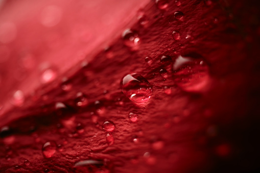 Macro close up of a red rose petal covered in water droplets.