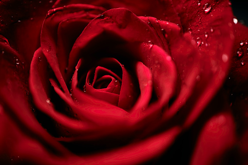 Close up of a red rose covered in water droplets.