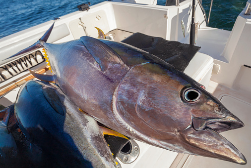 Carcass of large yellowfin tuna on board yacht after sea fishing. Predatory tuna fish close-up after ocean fishing.