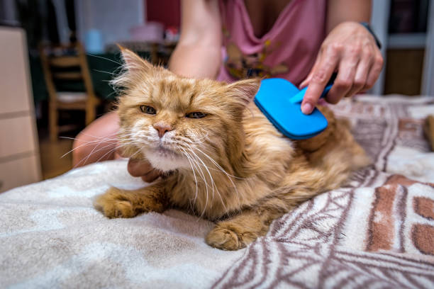 istock Woman combing her redhead cat 1453167681