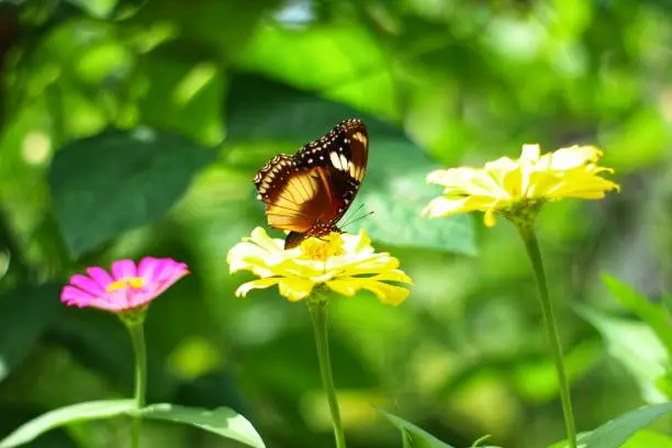 butterfly perched on a flower in the garden
