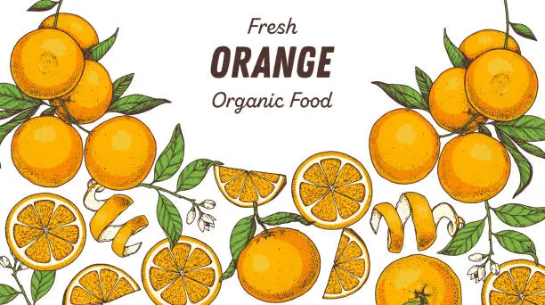 Vector illustration of Orange fruit hand drawn design. Vector illustration. Design, package, brochure illustration. Orange fruit frame illustration. Design elements for packaging design and other.