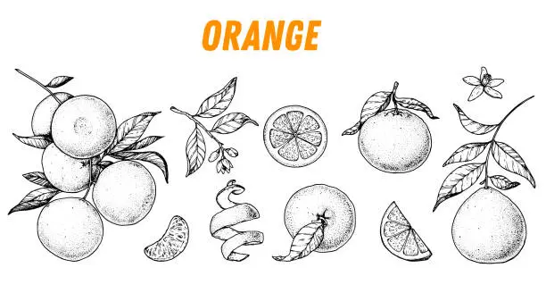 Vector illustration of Orange fruit sketch hand drawn design. Vector illustration. Design, package, brochure illustration. Orange fruit illustration. Design elements for packaging design and other.
