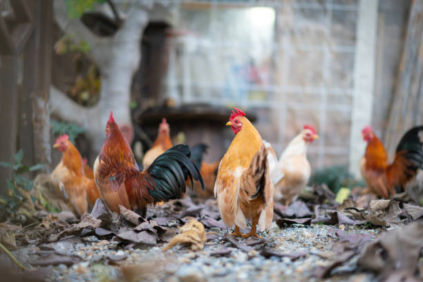 Free-range Bantam chicken feeding in farm Free-range  Bantam chicken. A close photo of Red-brown domestic chickens in the village. bantam stock pictures, royalty-free photos & images