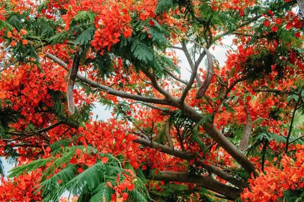 A beauty Flamboyant tree blossom