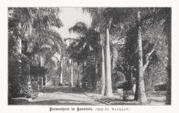 istock Palm grove in Honolulu, Hawaii, halftone print, published in 1899 1453172819