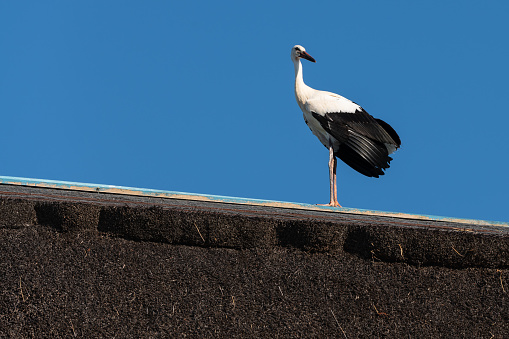 A stork on top of a typical reeds roof in a Danube Delta village.
