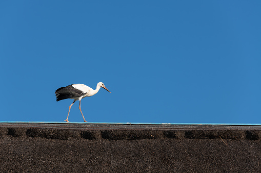A stork on top of a typical reeds roof in a Danube Delta village.