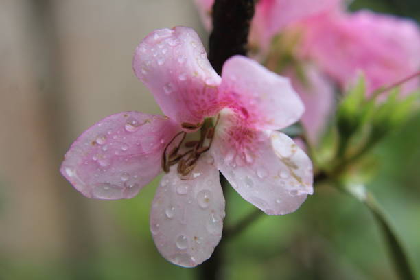 istock Pink Rhododendron Leaf Up Close With Rain Drops. 1453174827