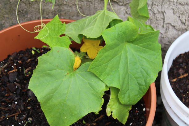 istock Cucumber Plant Growing in a garden 1453174840