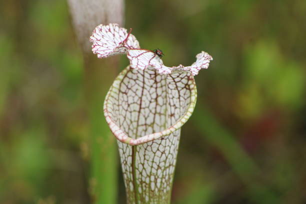istock Carnivorous Plant growing in the wild. 1453174861