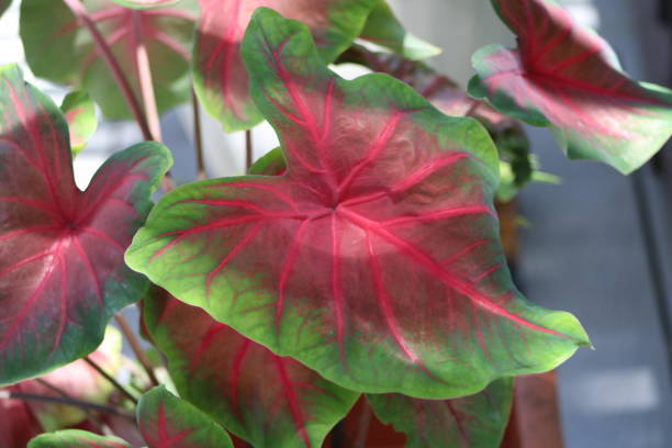 istock Red Stem Elephant Ear Plant Growing In A Flowerpot. 1453174866