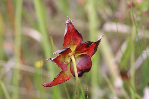 istock Carnivorous Plant growing in the wild. 1453174875
