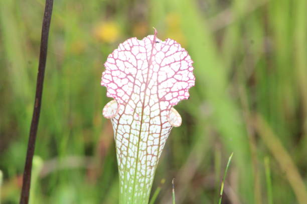 istock Carnivorous Plant growing in the wild. 1453174876