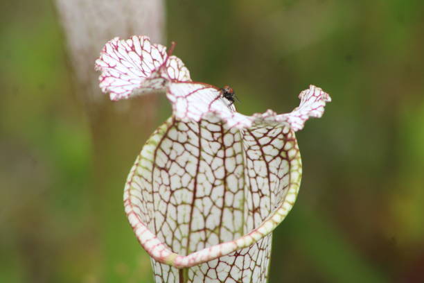 istock Carnivorous Plant growing in the wild. 1453174887