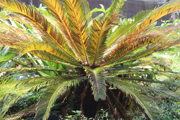 istock Tropical Southern Ferns 1453174888