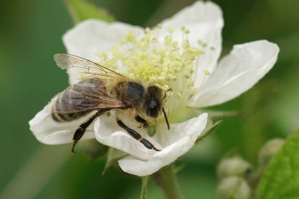 istock Closeup on a hairy honeybee worked, Apis mellifera, drinking nec 1453176707