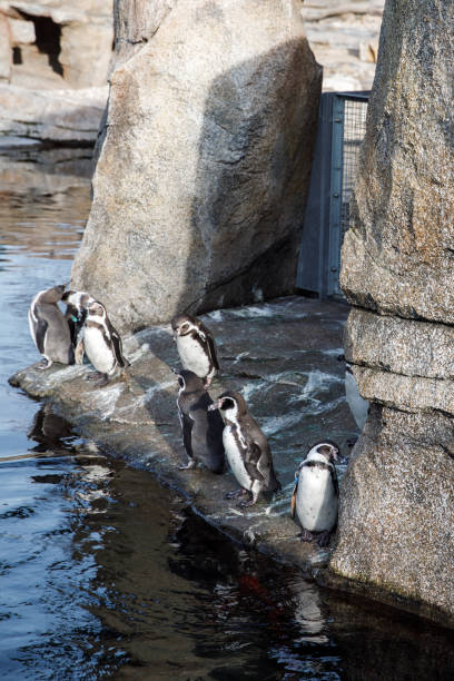 divertidos pingüinos descansan en una orilla rocosa en el zoológico - nobody beak animal head penguin fotografías e imágenes de stock