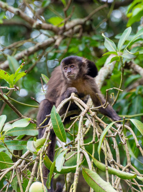 istock Monkey, capuchin monkey in a woods in Brazil among trees in natural light, selective focus. 1453178720
