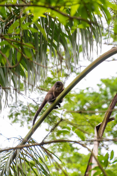 istock Monkey, capuchin monkey in a woods in Brazil among trees in natural light, selective focus. 1453178722