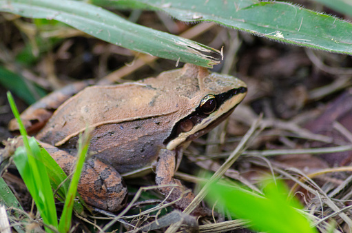 Leaf frog, beautiful leaf frog in its natural habitat, natural light, selective focus.