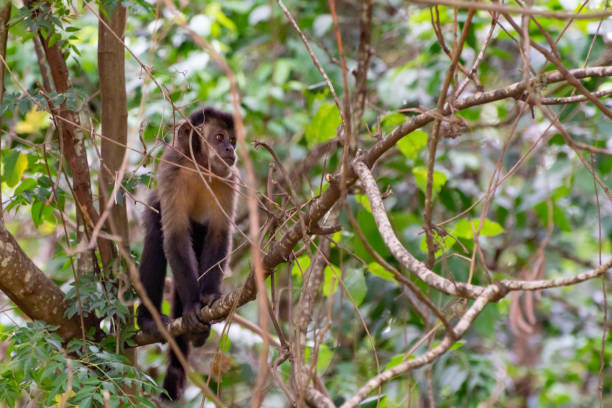 istock Monkey, capuchin monkey in a woods in Brazil among trees in natural light, selective focus. 1453178815