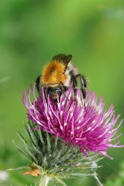 istock Vertical closeup on a brown banded common bumblebee , Bombus pas 1453180185