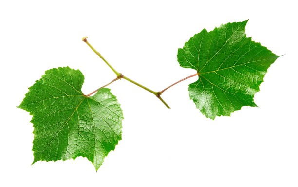 istock leaves of green grapes 1453181261