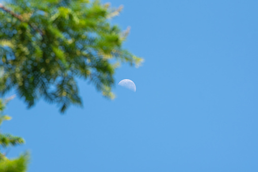 Moon, beautiful moon on a blue sky among the trees, natural light, selective focus.