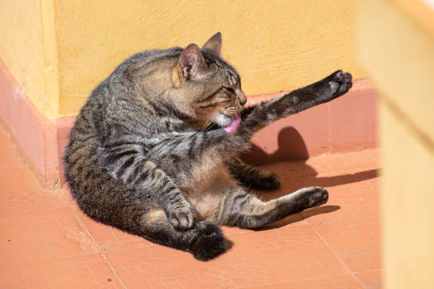 Cat, beautiful striped cat bathing in the morning sun, natural light, selective focus.