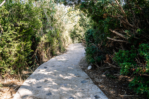 Path trail in public park among thickets of plants on a summer sunny day. Way, road concept. High quality photo