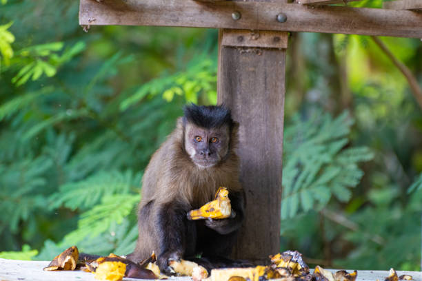 Monkey, capuchin monkey in a rural area in Brazil feeding on fruits, natural light, selective focus.