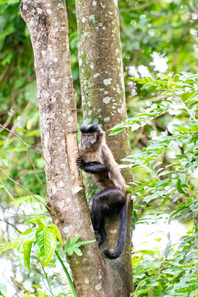 istock Monkey, capuchin monkey in a woods in Brazil among trees in natural light, selective focus. 1453182379