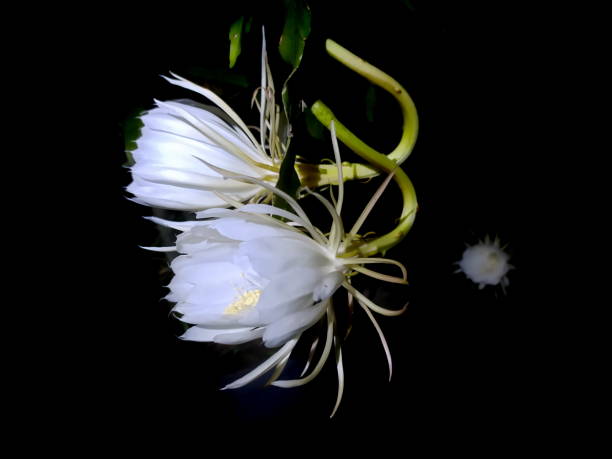 istock Lady of the Night Flower (Epiphyllum Oxipetalum) 1453182411