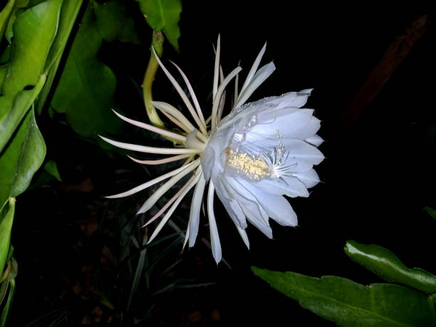 istock Lady of the Night Flower (Epiphyllum Oxipetalum) 1453182452