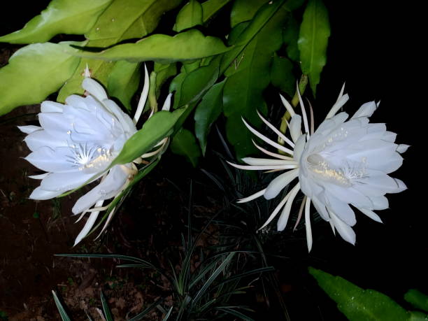 Beautiful white lady-of-the-night flower with an intoxicating perfume and its opening occurs only at night. Photo taken at my homeThe lady of the night is a shrub, with a semi-woody texture and much appreciated for the intoxicating aroma of its flowers. It has an erect and branched stem, with sinuous branches, at first erect, but become pendulous at the ends. The lady of the night is a vigorous and fast-growing plant, it is usually used alone, but it does well in small groups. It can be used as a tree and climbed, also by pruning and tutoring, perfuming sidewalks, patios and covering arches, arches, trellises, among other supports. To attenuate the strong perfume, it should be planted in the shade, so that its flowering is less intense. Photo taken at my home in Joinville, Santa Catarina, Brazil.
