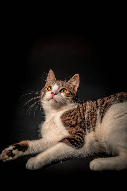 istock portrait of a cat 1453182470